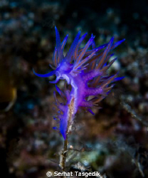 Kas/Antalya by Serhat Tasgedik 